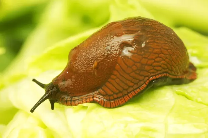 Framed Print : Slug. LA-1603. Slug - on leaf. Jean Michel Labat Framed Print : Slug. LA-1603. Slug - on leaf. Jean Michel Labat