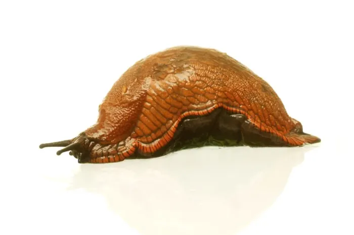 Framed Print : Slug. LA-1604. Slug. Studio. Jean Michel Labat Framed Print : Slug. LA-1604. Slug. Studio. Jean Michel Labat