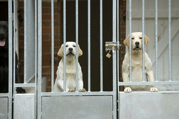 LA-1837. Dog - two labradors at rescue centre