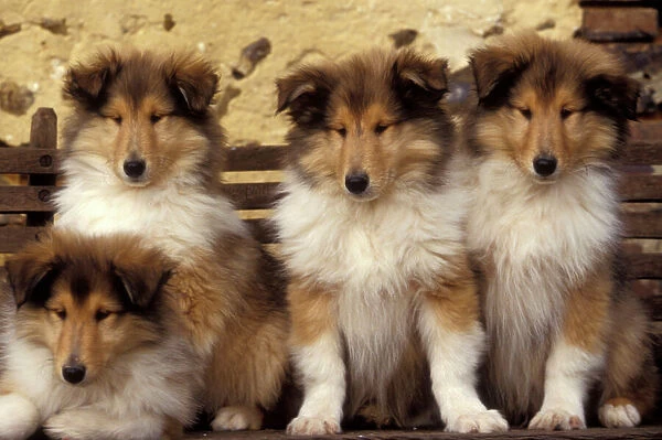 LA-2098. Collie Dogs - four puppies