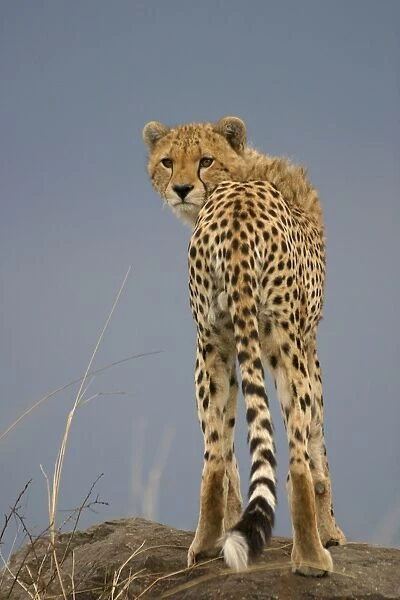 LA-2245. Cheetah - standing. Maasai Mara - Kenya - Africa