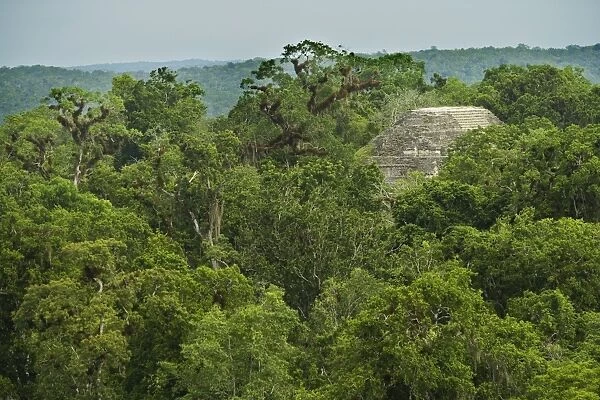 LA-4288. Tikal Site - Rainforest - Guatemala