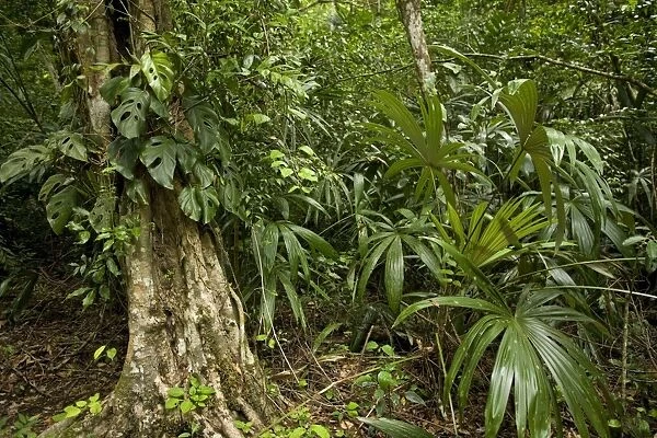 LA-4531. Guatemala - rainforest