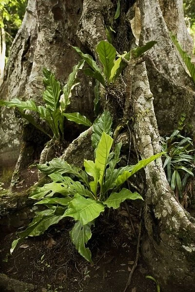 LA-4534. Guatemala - rainforest plants