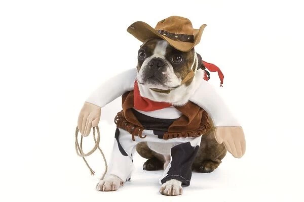 LA-4696. Dog - Boston Terrier wearing cowboy outfit