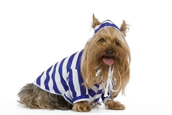 LA-4782. Dog - Yorkshire Terrier dressed up in blue and white stripey outfit