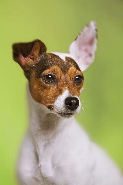 LA-5019. Dog - Jack Russell Terrier - in studio