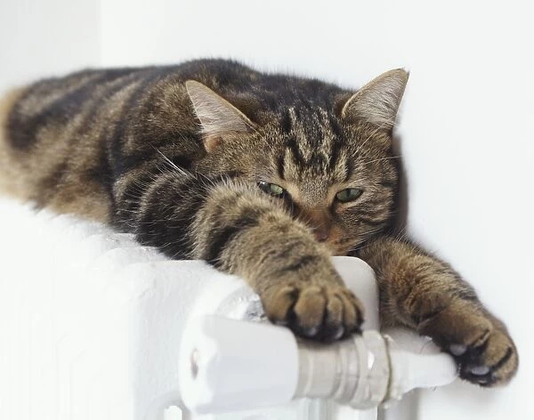 LA-5226. Cat - tabby lying on top of radiator