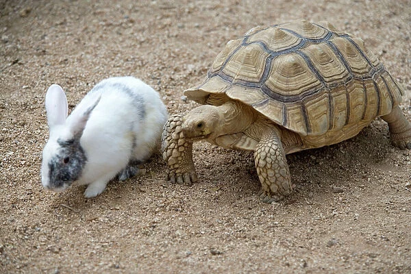 LA-5309 Dwarf Rabbit with Tortoise, hare and tortoise