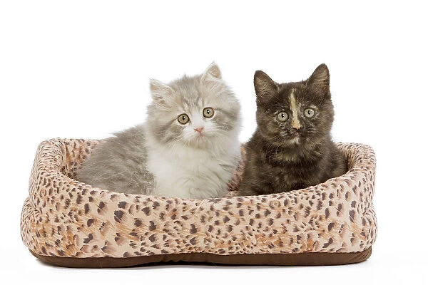 LA-5525 Cat - British longhair & shorthair - 8 week old kittens in cat bed