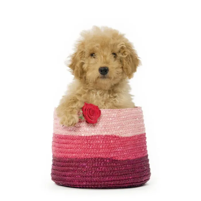 Framed Print : LA-5606. Poodle Dog in pink basket holding single red rose Date: 27-Jan-09 Framed Print : LA-5606. Poodle Dog in pink basket holding single red rose Date: 27-Jan-09