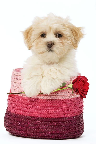 LA-5656. Lhasa Apso Dog, puppy in pink raffia basket holding single red rose Date