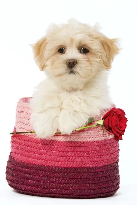 Framed Print : LA-5656. Lhasa Apso Dog, puppy in pink raffia basket holding single red rose Date Framed Print : LA-5656. Lhasa Apso Dog, puppy in pink raffia basket holding single red rose Date