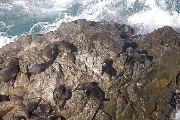LA-6464. South American Fur Seal - resting on rocks