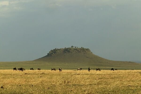 LA-673. Savannah. Maasai mara, Transmara, Kenya