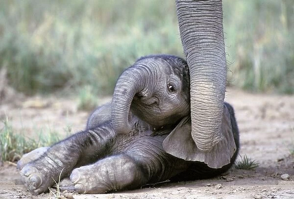 LA-675. Baby Elephant. Kenya