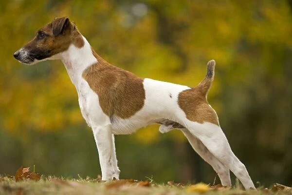 LA-6961 Dog - Fox Terrier - short-haired - outside