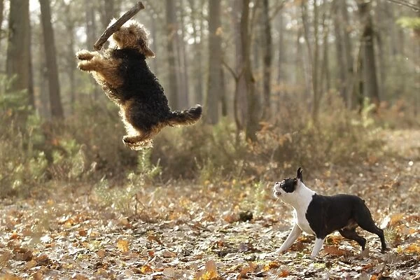 LA-7220 Dog - Welsh Terrier jumping to catch stick & Boston Terrier