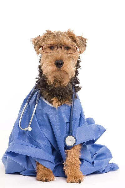 LA-7223 Dog - Welsh Terrier dressed up in Doctors outfit with stethoscope