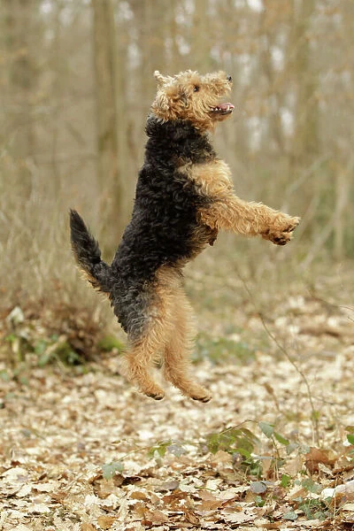 LA-7224 Dog - Welsh Terrier jumping