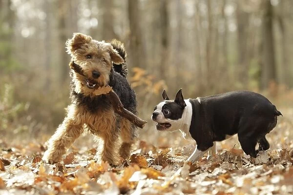 LA-7227 Dog - Welsh Terrier with Boston Terrier playing with stick