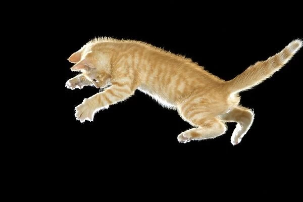 LA-8021 Cat - European ginger tabby shorthair falling