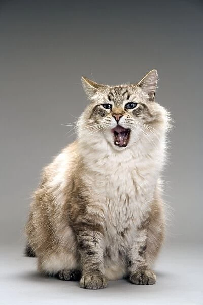 LA-8151. Long-haired cat in studio - yawning