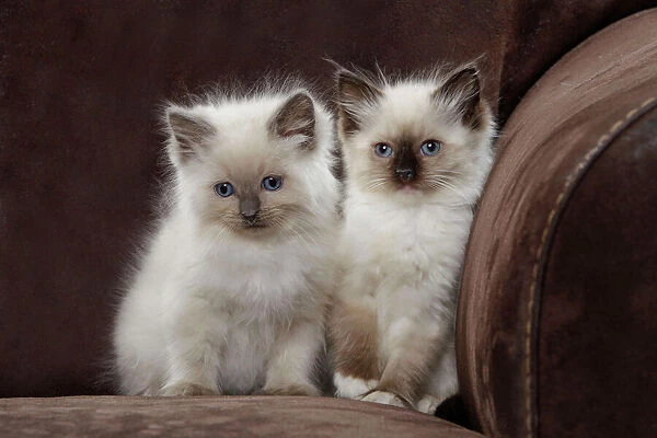 LA-8164. Cat - two Ragdoll kittens