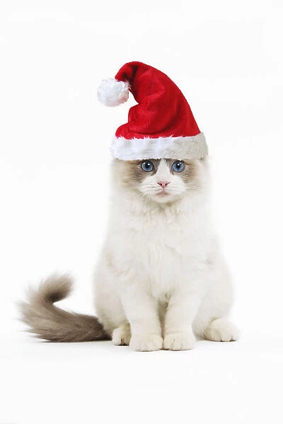 LA-8321. Ragdoll Cat, in studio wearing Christmas hat Date: 07-Jan-11