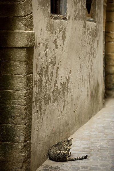 LA-8559. Cat - Tabby cat washing itself in alley in Morocco