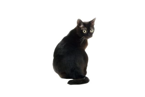 LA-8750. Sable American Burmese Cat. Jean-Michel Labat