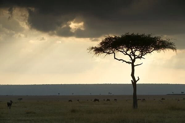 LA-877. Savannah. Maasai Mara, Kenya, Africa