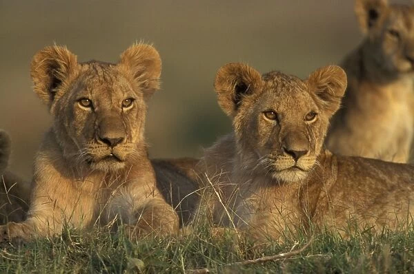 Lion. LA-8783. Alert lions cubs. panthera leo