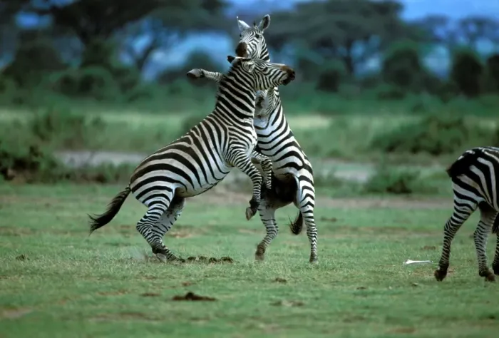 Framed Print : LA-946. LA-947. Burchell's / Plains / Common Zebras - two fighting Framed Print : LA-946. LA-947. Burchell's / Plains / Common Zebras - two fighting