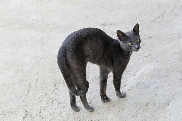 Cat. LA-9538. Black cat. Jean-Michel Labat