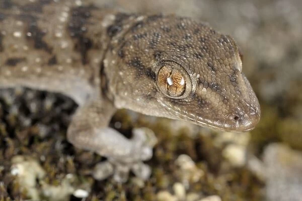 La Gomera Gecko - Canary Islands