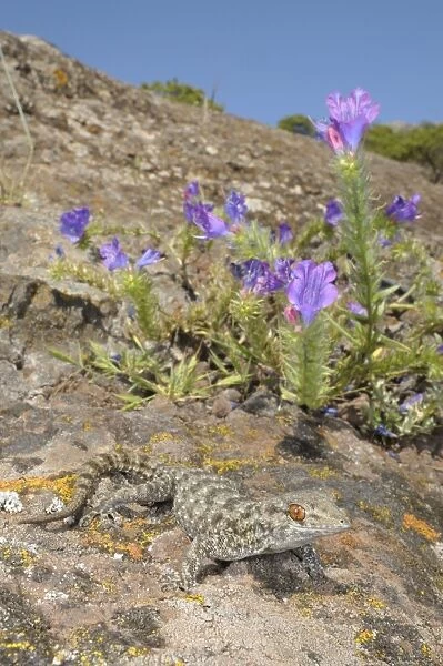 La Gomera Gecko - in habitat - Canary Islands