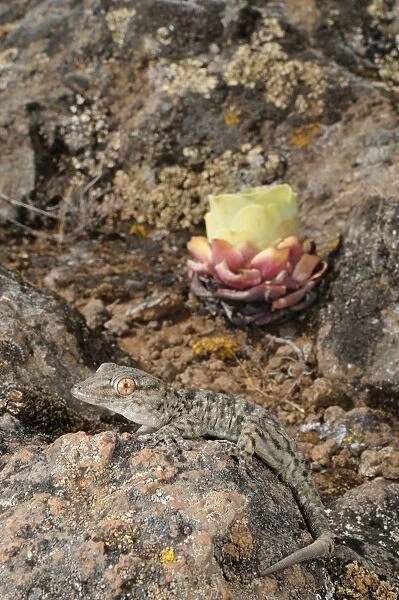 La Gomera Gecko - in its rocky habitat - La Gomera - Canary Islands