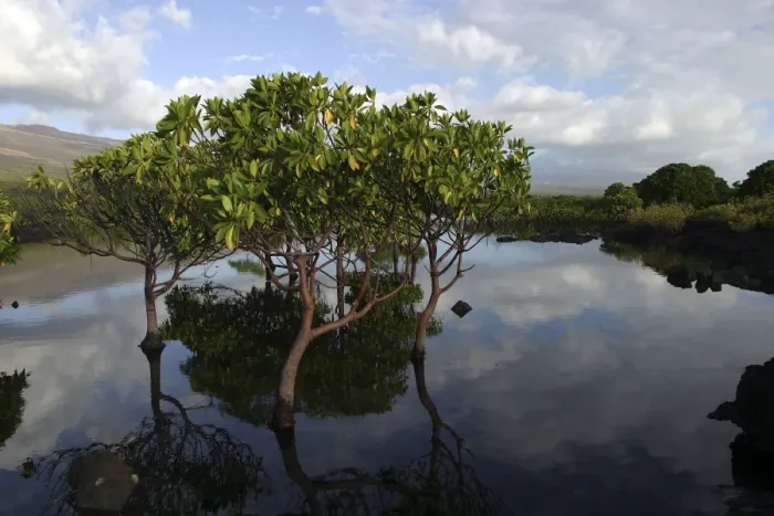Framed Print : La Grande Comore. Mangrove Framed Print : La Grande Comore. Mangrove