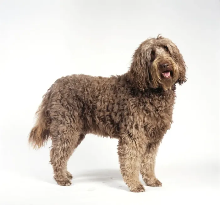Framed Print : Labradoodle Dog JD 16614 © John Daniels / ardea. com Framed Print : Labradoodle Dog JD 16614 © John Daniels / ardea. com