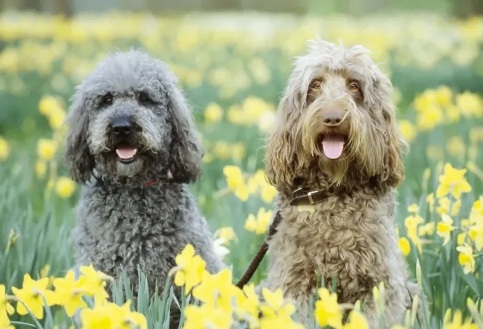 Framed Print : Labradoodle Dog - x 2 in Daffodils Framed Print : Labradoodle Dog - x 2 in Daffodils