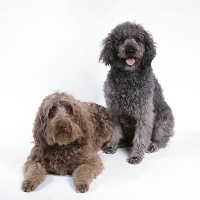 Framed Print : Labradoodle Dog - x2 Framed Print : Labradoodle Dog - x2