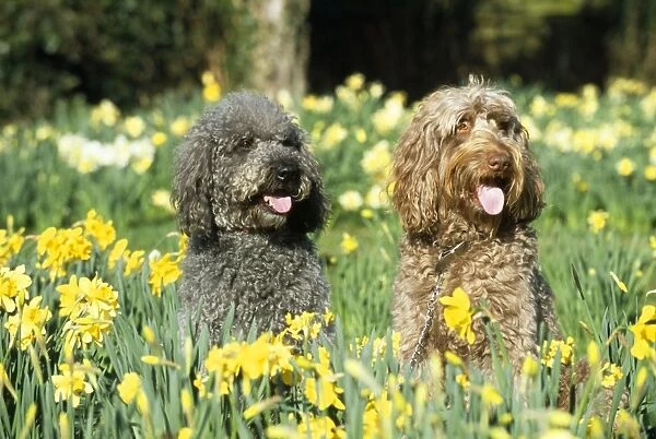 Labradoodle Dogs - in daffodils