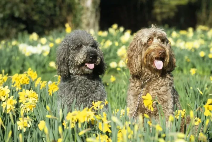 Framed Print : Labradoodle Dogs - in daffodils