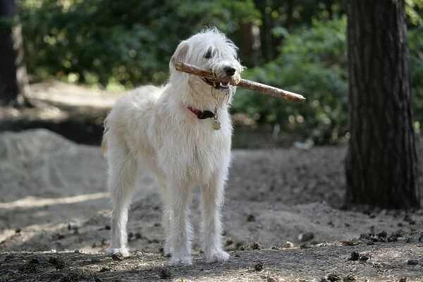 Labradoodle holding stick