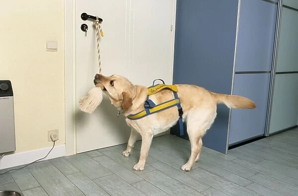 Labrador - as aid dog opening a door by tugging on rope