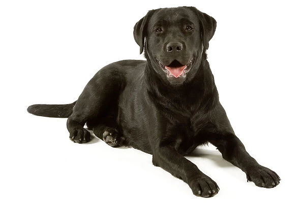 Labrador - black
