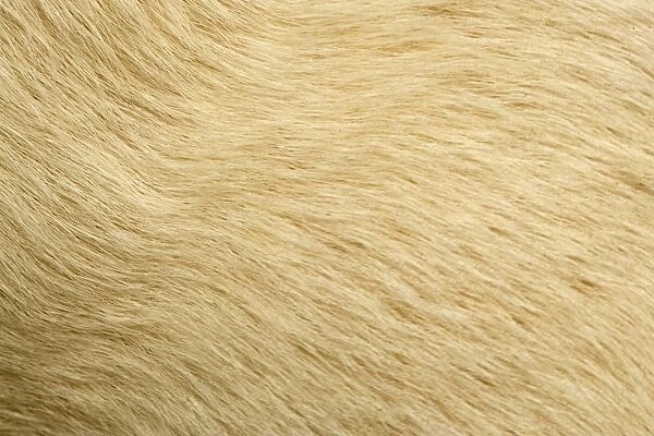Labrador - close-up of coat