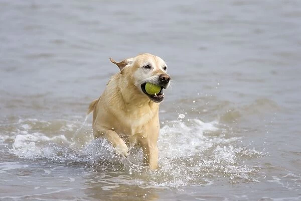 Labrador (cross) Dog - retrieving ball from sea Norfolk UK
