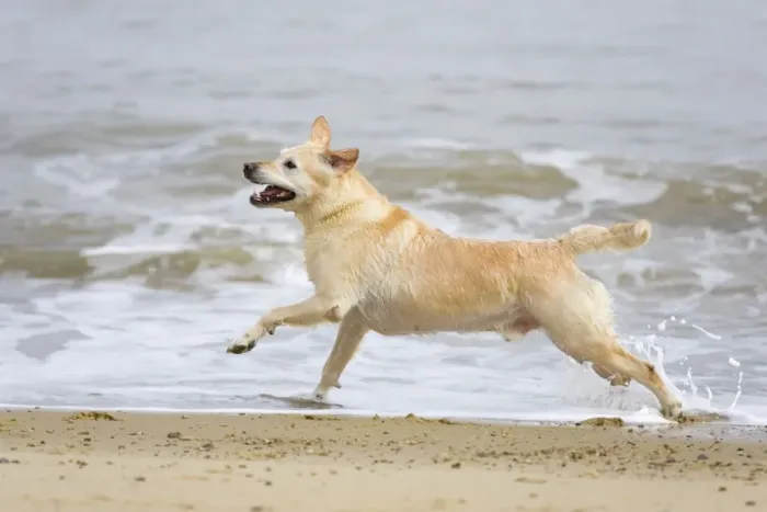 Framed Print : Labrador (cross) Dog - running on Beach Norfolk UK Framed Print : Labrador (cross) Dog - running on Beach Norfolk UK